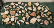 Duża Kolekcja Muszli Morskich i Oceanicznych Zestaw Kolekcjonerski Vintage 