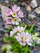 Naradka albańska / Androsace albana