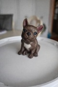 Buldog francuski z masy cukrowej  na tort