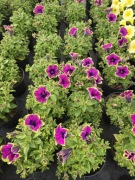 Surfinia Pizzazz Purple