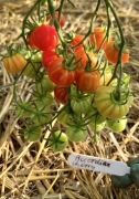 Pomidor Accordian Cherry nasiona kolekcjonerskie