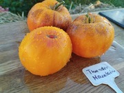 THUNDER MOUNTAIN nasiona Pomidor Kolekcjonerski