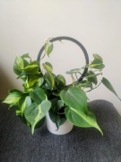 Podpora do roślin podpórka do kwiatów Obręcz Koło