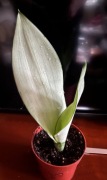 Sansevieria Moonshine 