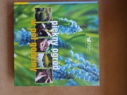 Piękny ogród w pół godziny 