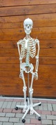 Pełnowymiarowy model anatomiczny szkieletu człowieka - „OSCAR”Erler Zimmer.