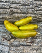 GREEN SAUSAGE Pomidor Kolekcjonerski 