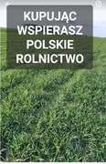Żyto ozime ziarno zielony  poplon 20 kg POLSKIE ŻYTO