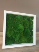 Obraz z mchu na ścianę. Mech Poduszkowy żywy różne