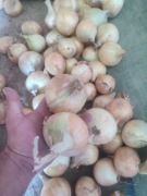 Cebula w łusce lub obraną na biało 