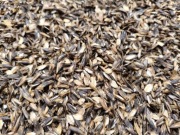 Owies czarny, gniady, gnieciony płatki