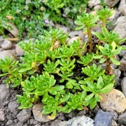 Różeniec / Rhodiola trollii