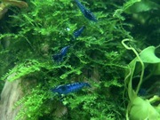 Krewetki Neocaridina Blue Vlevet