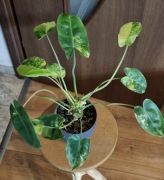 Philodendron burle marx variegata 
