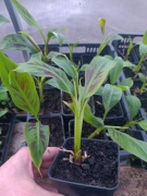 Bananowiec Musa Sumatrana Zebrina ROJO