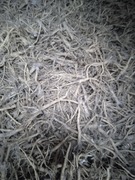 Korzeń prawoślaz 5000 g 5 kg