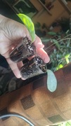 Hoya  carnosa grey ghost ukorzenione 