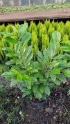 Laurowiśnia wschodnia NOVITA, CAUCASICA na żywopłot wys. 20-100cm
