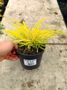 Hakonechloa all gold ładne sadzonki 