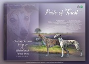 Chart angielski Whippet- odbiór połowa maja 