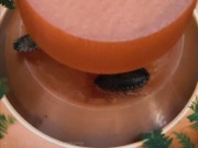 Poidło dla owadów różne kolory robale karaczany mrówki insekty 