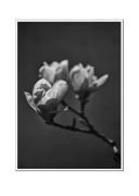 Magnolie - fotografia autorska
