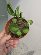 Nadwyżki parapetowe, epipremnum shangri la, godzilla, nr 1