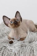 Devon Rex point czarny