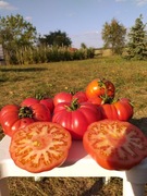 Babushkin Sekret pomidor kolekcjonerski