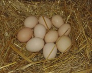 Jaja EKOLOGICZNE Wolny Wybieg od Szczęśliwych Kure