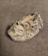 Amonit stan bardzo dobry