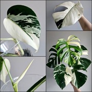 Monstera Jungle Mint ukorzenionia pędówka z nowym szczytem w hydro