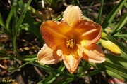 Hemerocallis / Liliowiec: Bożena