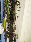 1.5 m wysokości !Wilczomlecz Euphorbia Trigona* RUBRA *