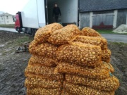 TOPINAMBUR EKOLOGICZNY ŚWIEŻA BULWA DELIKATNA Z NASZEGO GOSPODARSTWA D