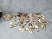 Piękne muszle dekoracja