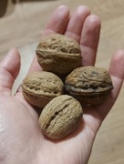 Orzechy włoskie całe, zbiór 2025, niepryskane