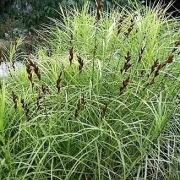 Turzyca Muskegońska