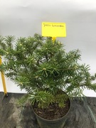 Jodła Koreanska 2 sztuki