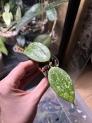 hoya RANGSAN | hoja