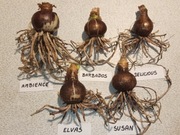 Cebule Hippeastrum (Amarylis