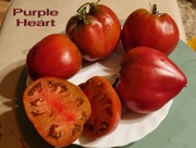 POMIDOR PURPLE HEART karłowy DWARF - 10 szt dla kolekcjonera DO DONIC