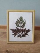 Obrazek z suszonych kwiatów 