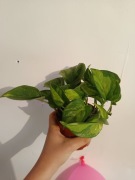 Epipremnum ’Global Green’ - roślina doniczkowa 