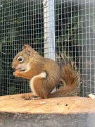 Wiewiórka hodowlana. Młoda. Sprzedam.