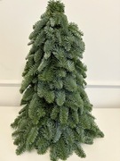 Choinka jodła nobilis