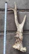 Naturalne poroże sarny – dekoracyjne / kolekcjonerskie