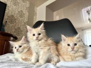 Maine Coon Kocur Rodowód 5 Pokoleniowy WCF 