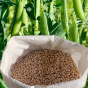 Groch opakowanie 20kg wysyłka natychmiast Inpost