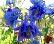 Orlik błękitny- Aquilegia vulgaris 30n